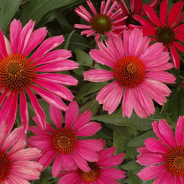 CONEFLOWER - KISMET RASPBERRY.png