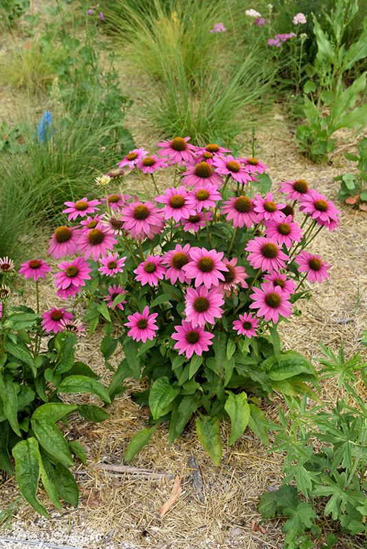 CONEFLOWER - POWWOW WILD BERRY.png