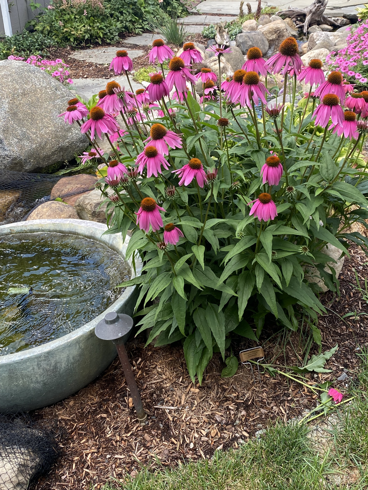 CONEFLOWER - PURPLE_img2.png