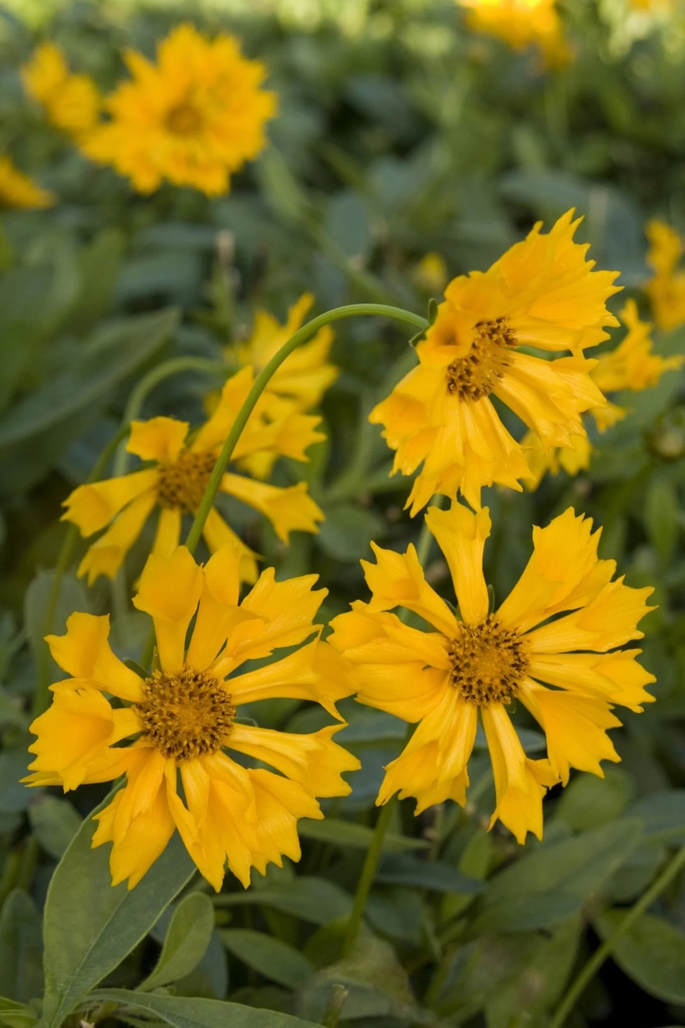 COREOPSIS - JETHRO TULL (TICKSEED).jpeg