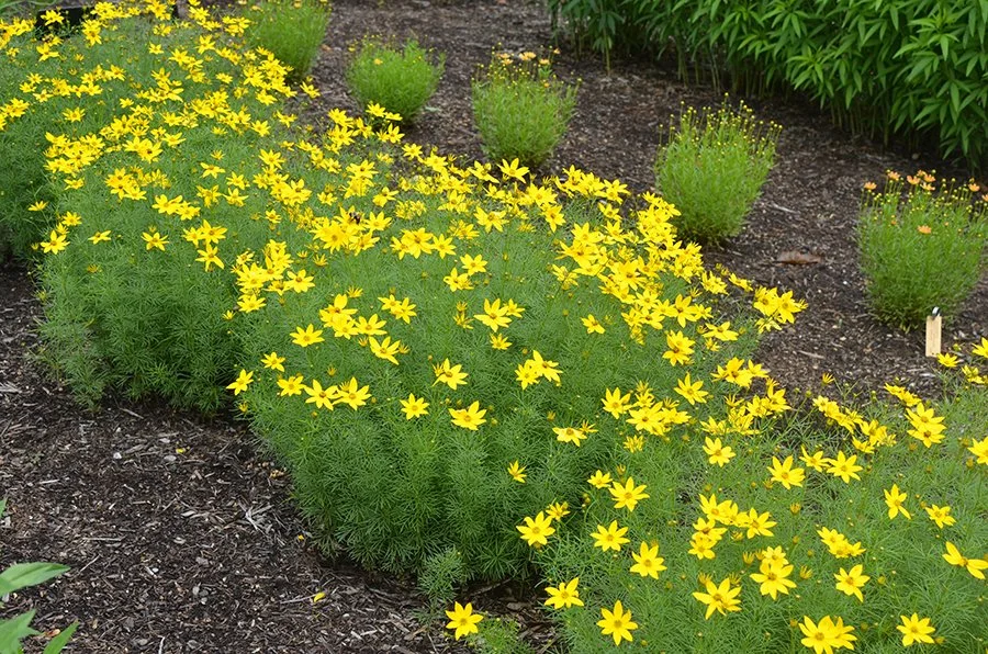 COREOPSIS - ZAGREB_img1.jpeg