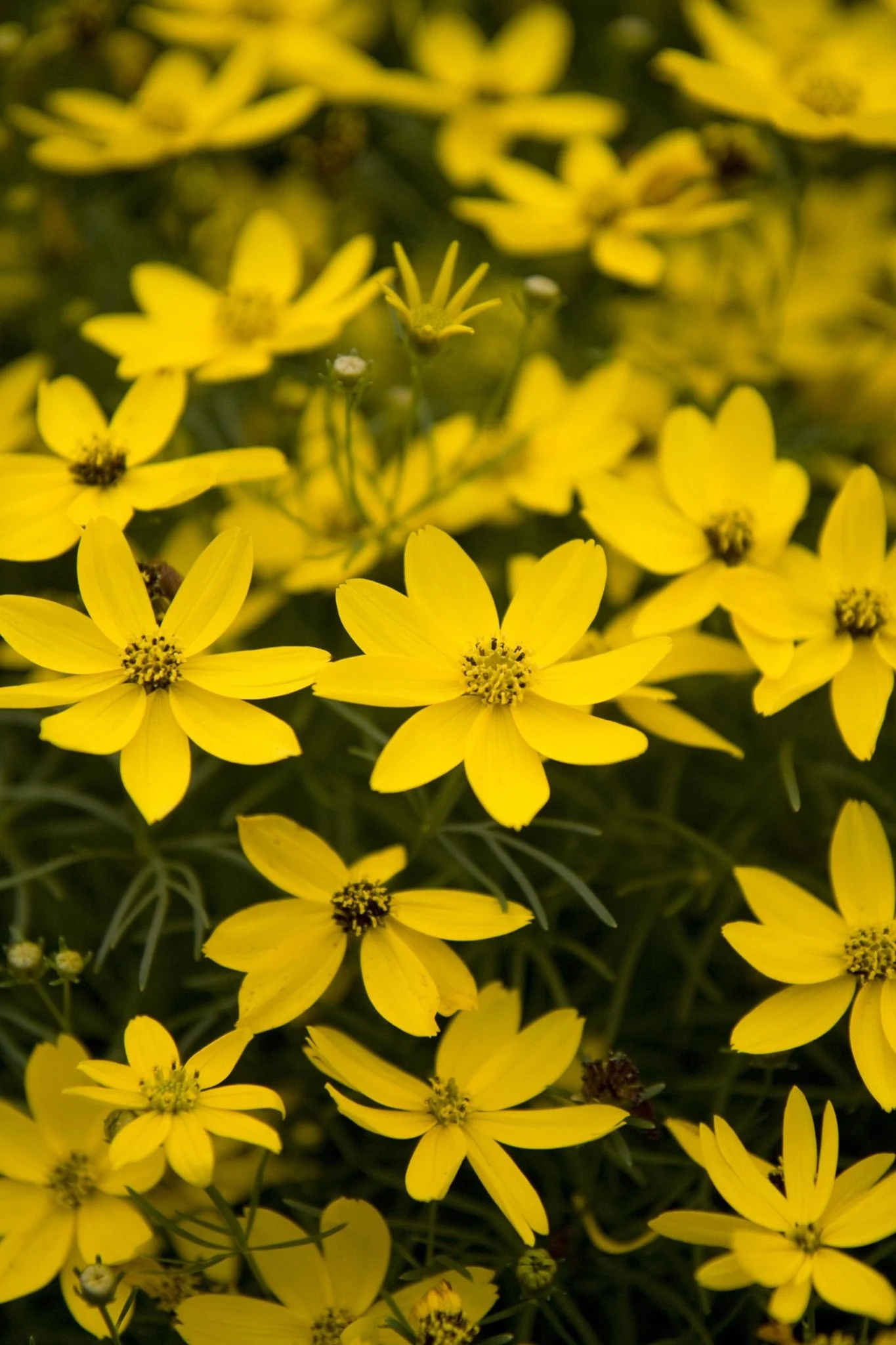 COREOPSIS - ZAGREB_img2.jpeg