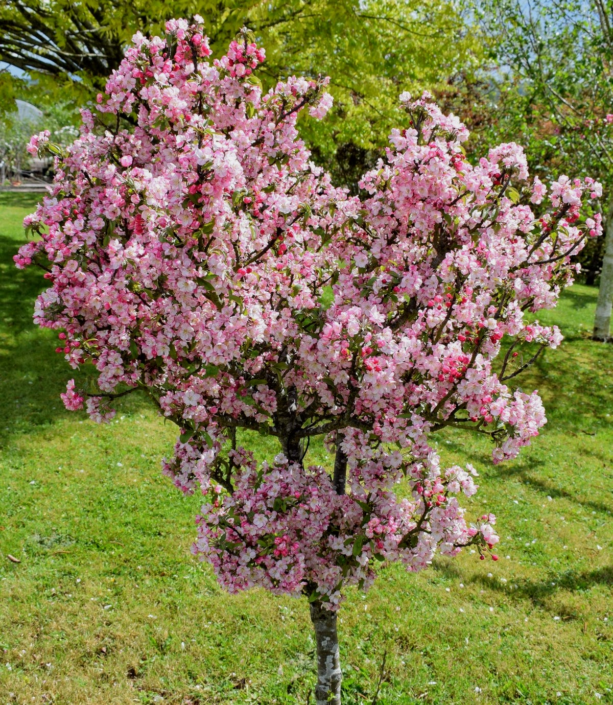 CRABAPPLE - CORALBURST_img1.png