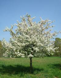 CRABAPPLE - SUGAR TYME.png