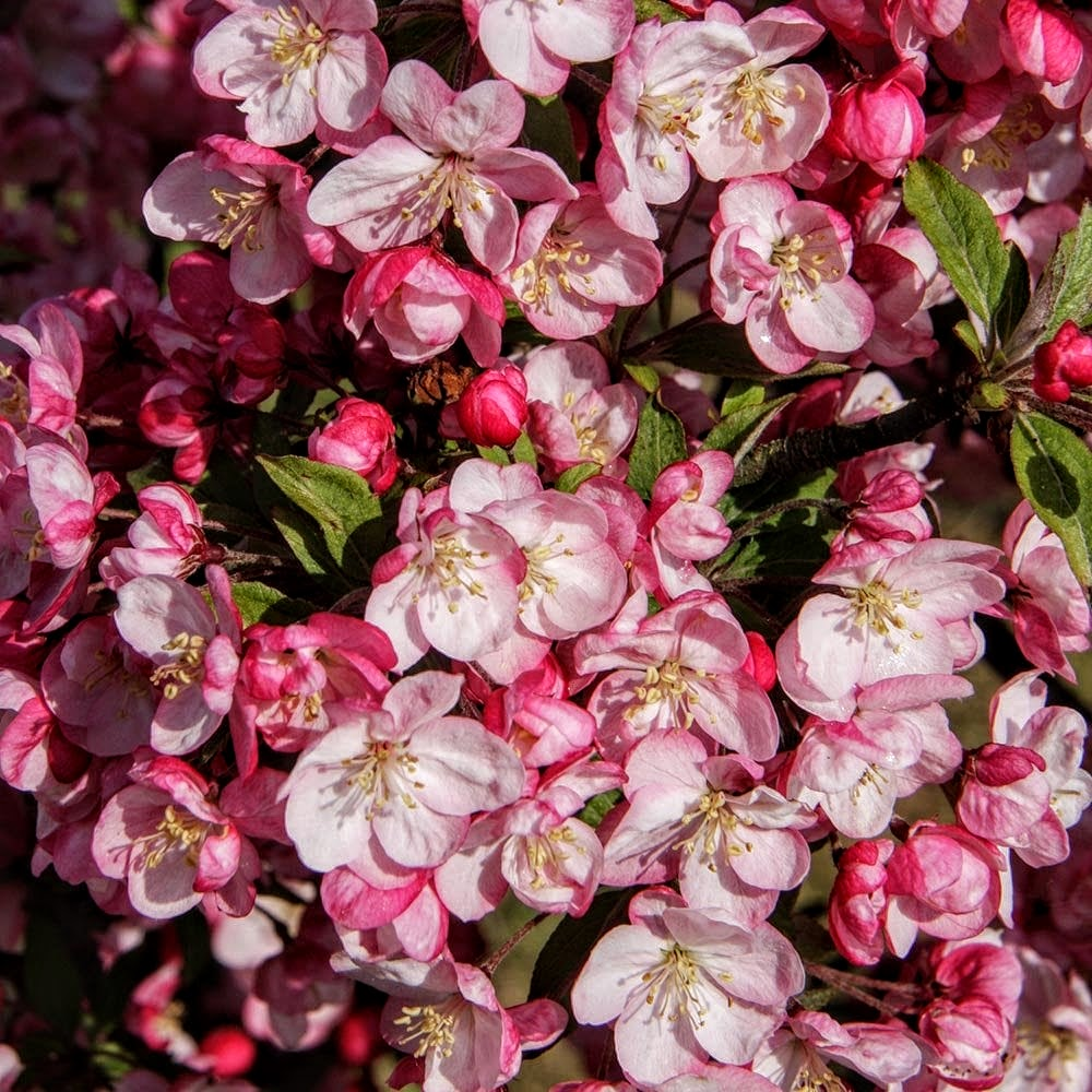 CRABAPPLE - CORALBURST_img2.png
