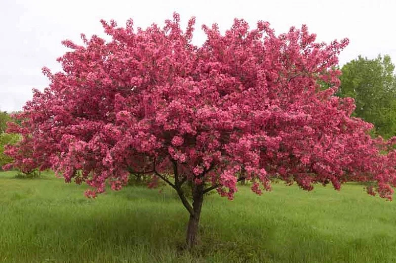 CRABAPPLE.jpeg