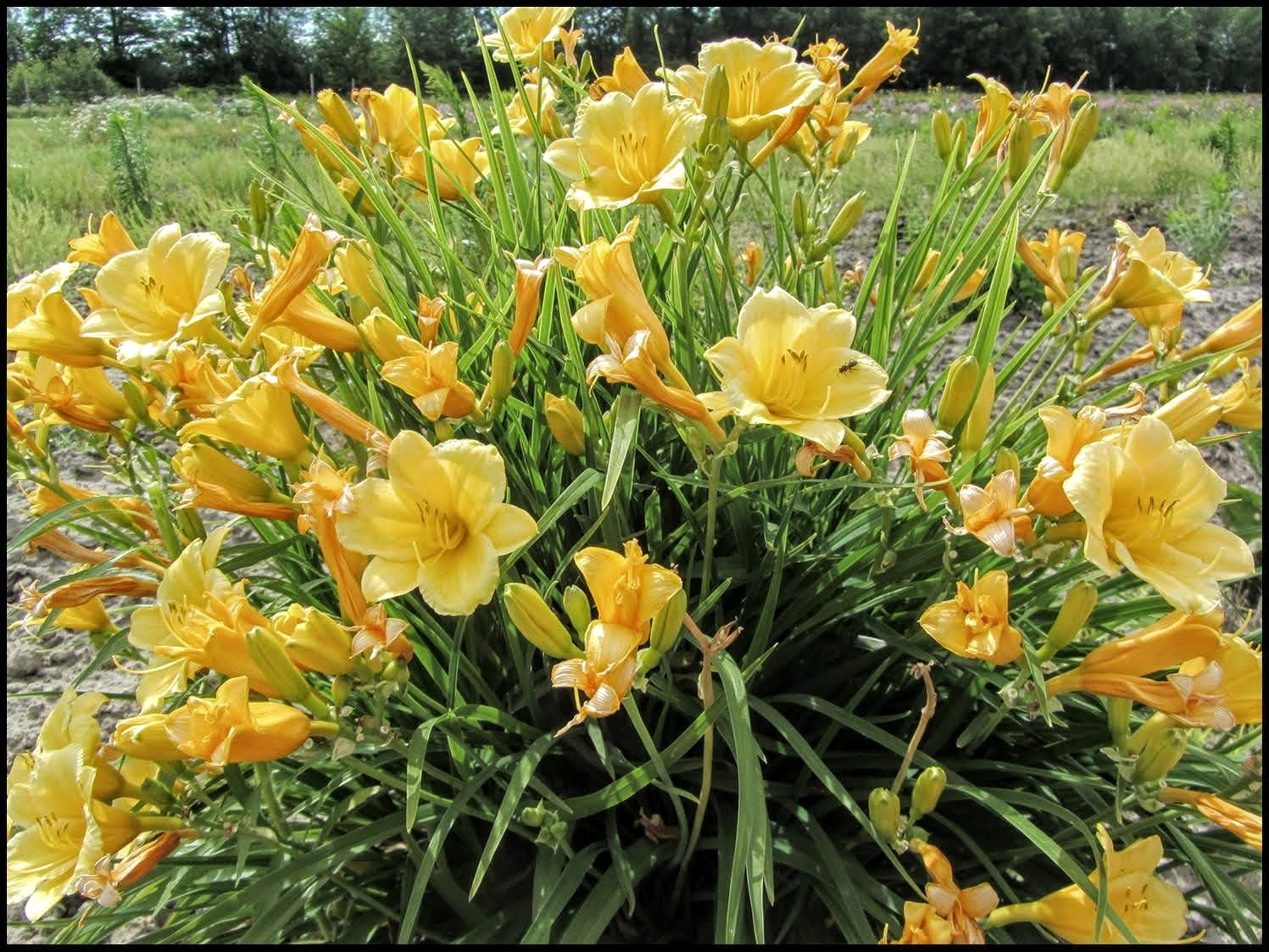 DAYLILY - HAPPY RETURNS.png