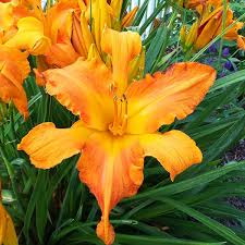 DAYLILY - RAINBOW RHYTHM (PRIMAL SCREAM).png
