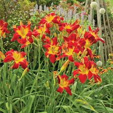 DAYLILY - RED.png
