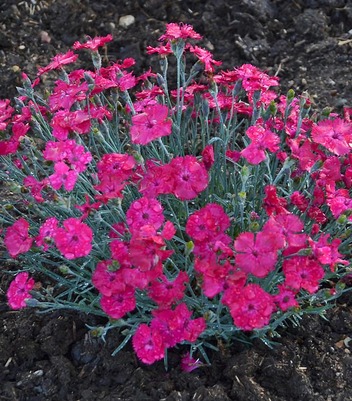 DIANTHUS - PAINT THE TOWN MAGENTA.png