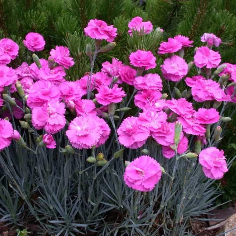 DIANTHUS - TICKLED PINK.png