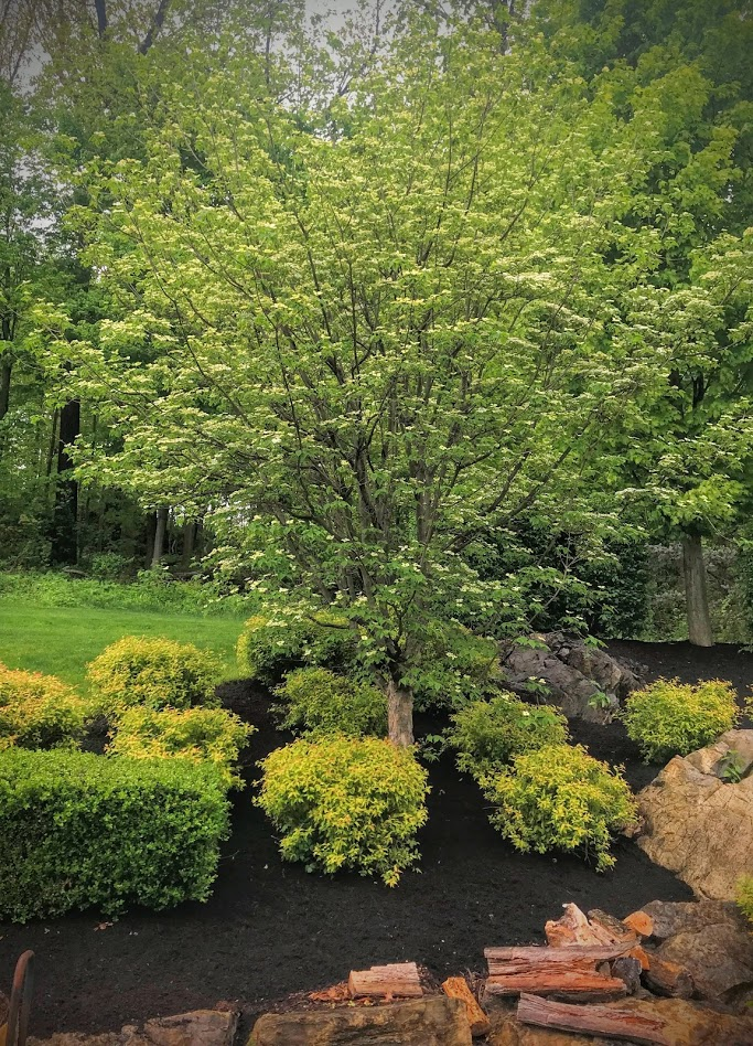 DOGWOOD - CELESTIAL_img1.png