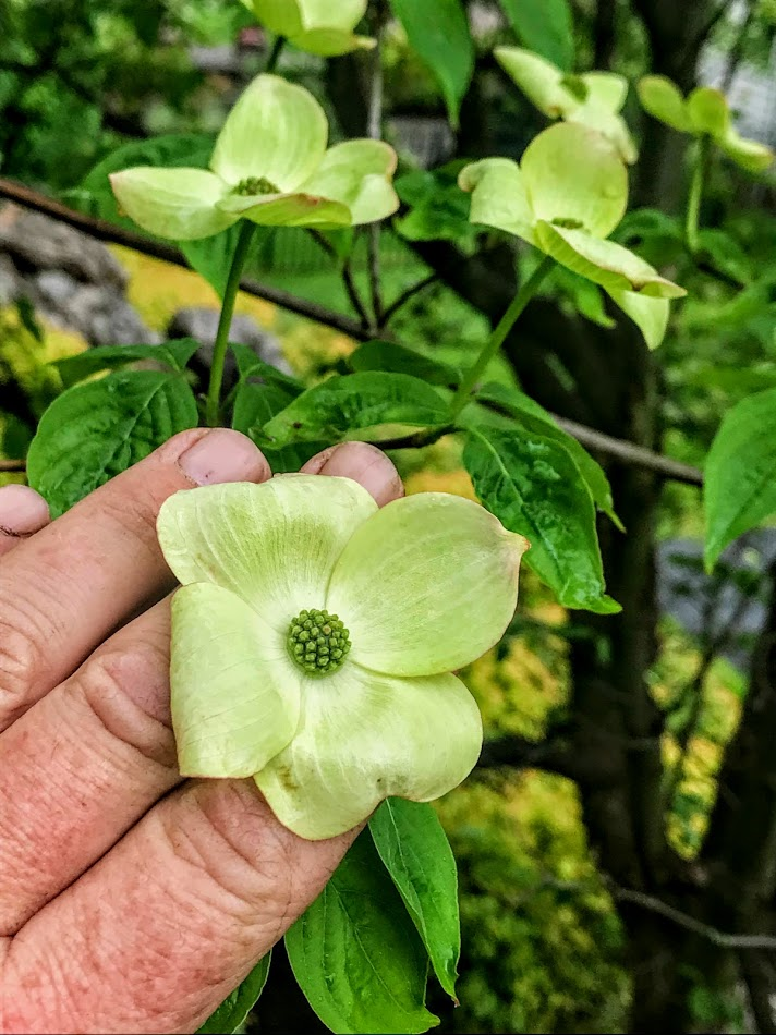 DOGWOOD - CELESTIAL_img2.png