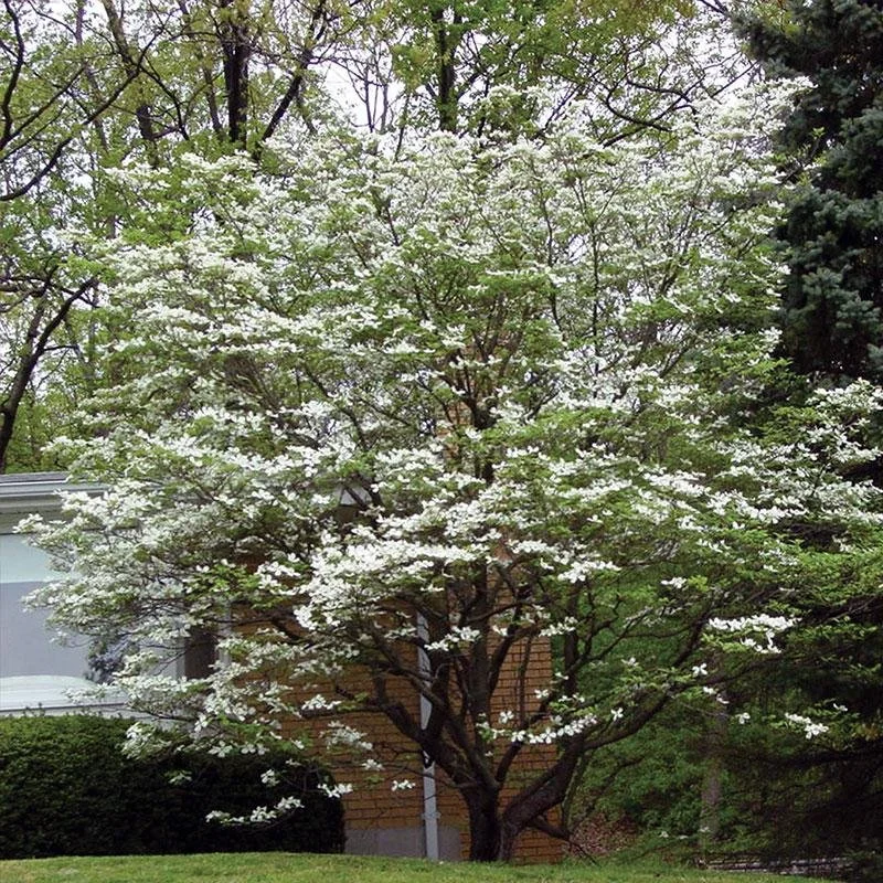 DOGWOOD - FLOWERING (CELESTIAL).jpeg