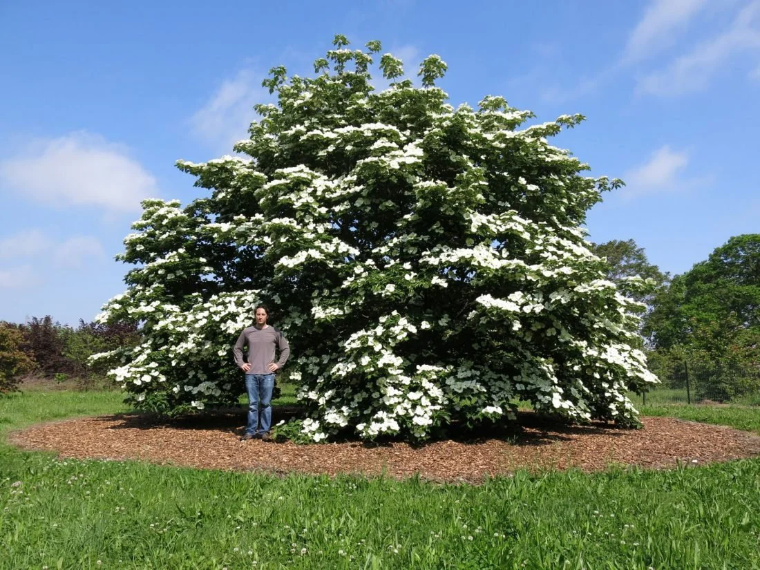 DOGWOOD - RUTGERS VARIETIES.jpeg