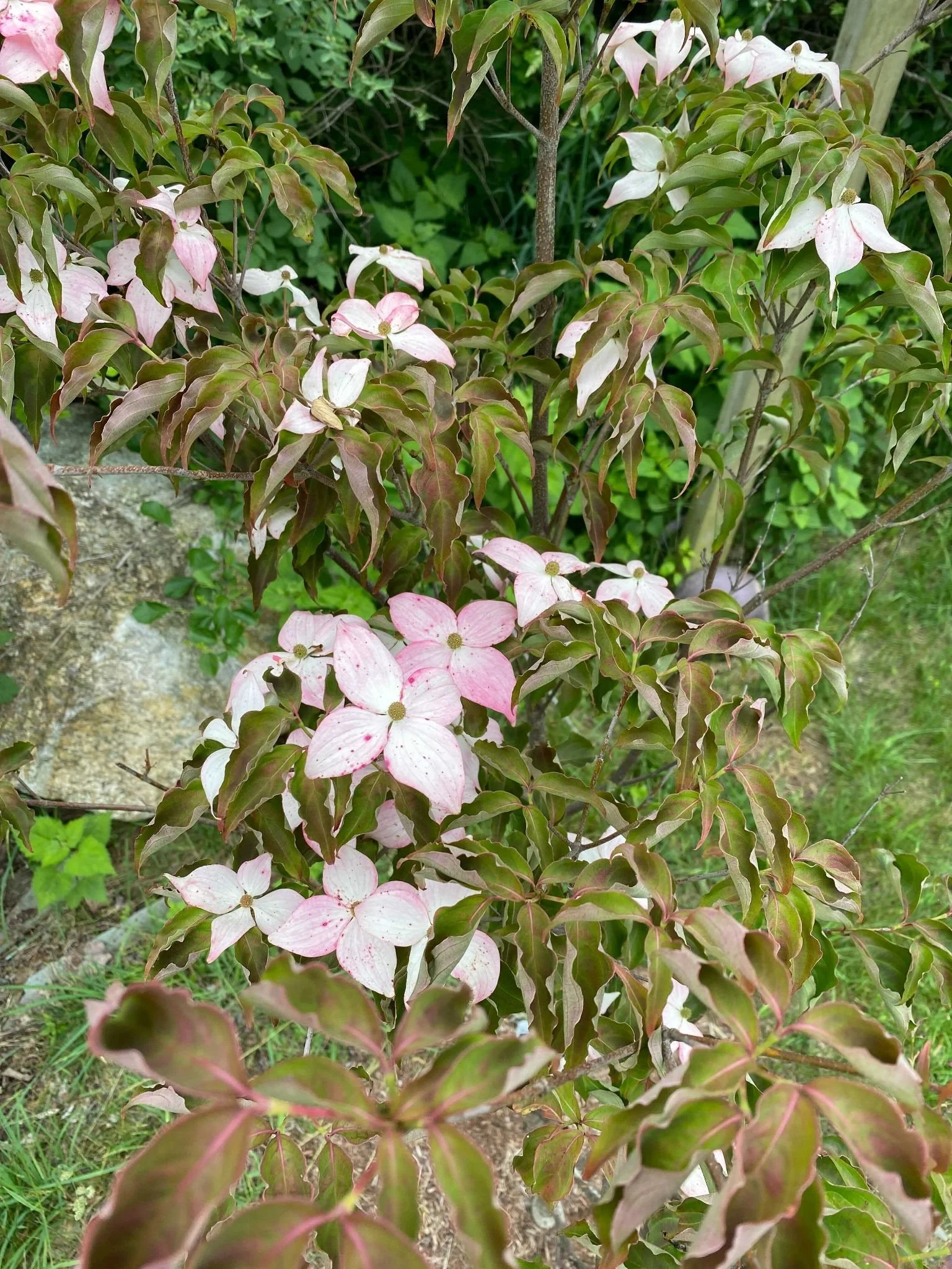 DOGWOOD - SCARLET FIRE_img1.jpeg