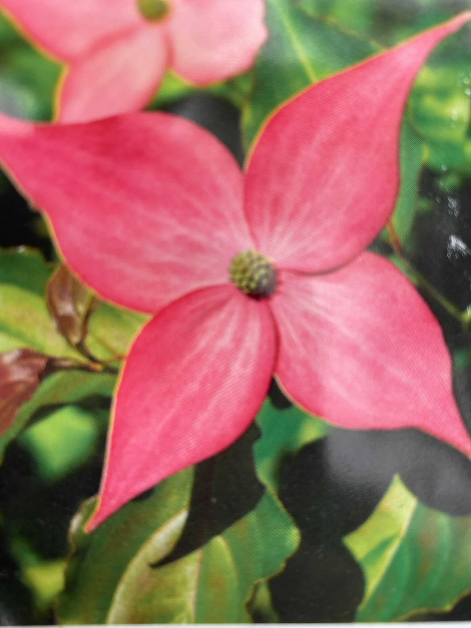 DOGWOOD - SCARLET FIRE_img2.jpeg