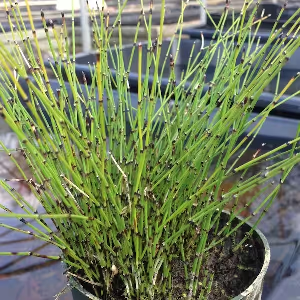 DWARF HORSETAIL.png