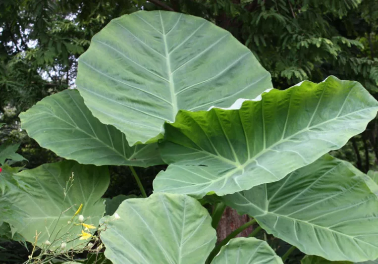 ELEPHANT EAR.png