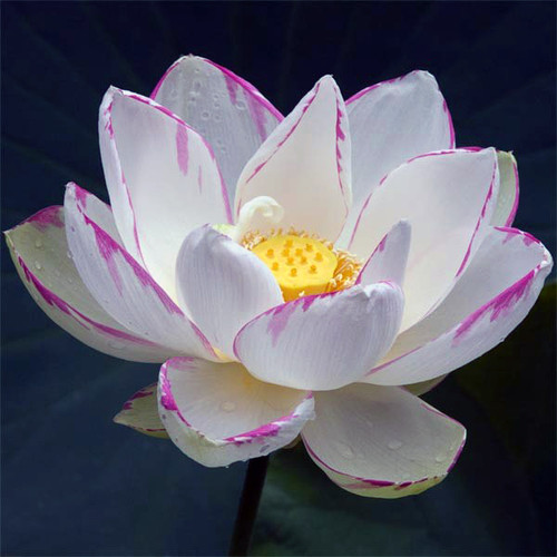 EMPRESS LOTUS (SACRED LOTUS).png