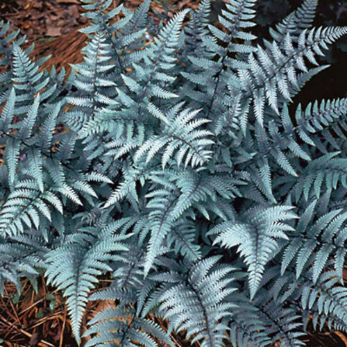 FERN - GHOST (LADY FERN).png