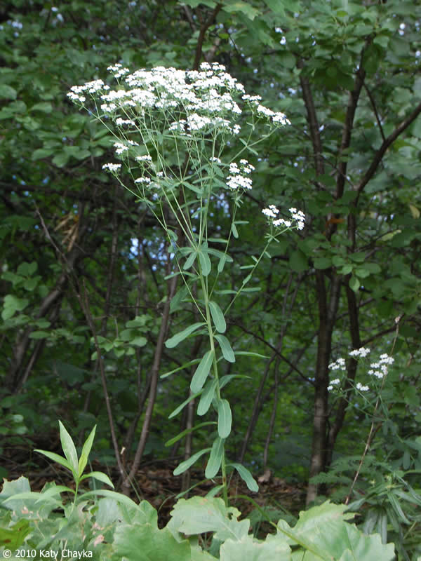 FLOWERING SPURGE_img2.png