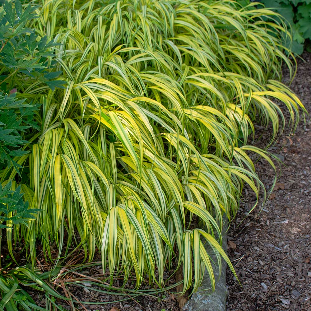 FOREST GRASS - ‘AUREOLA’ GOLDEN.png