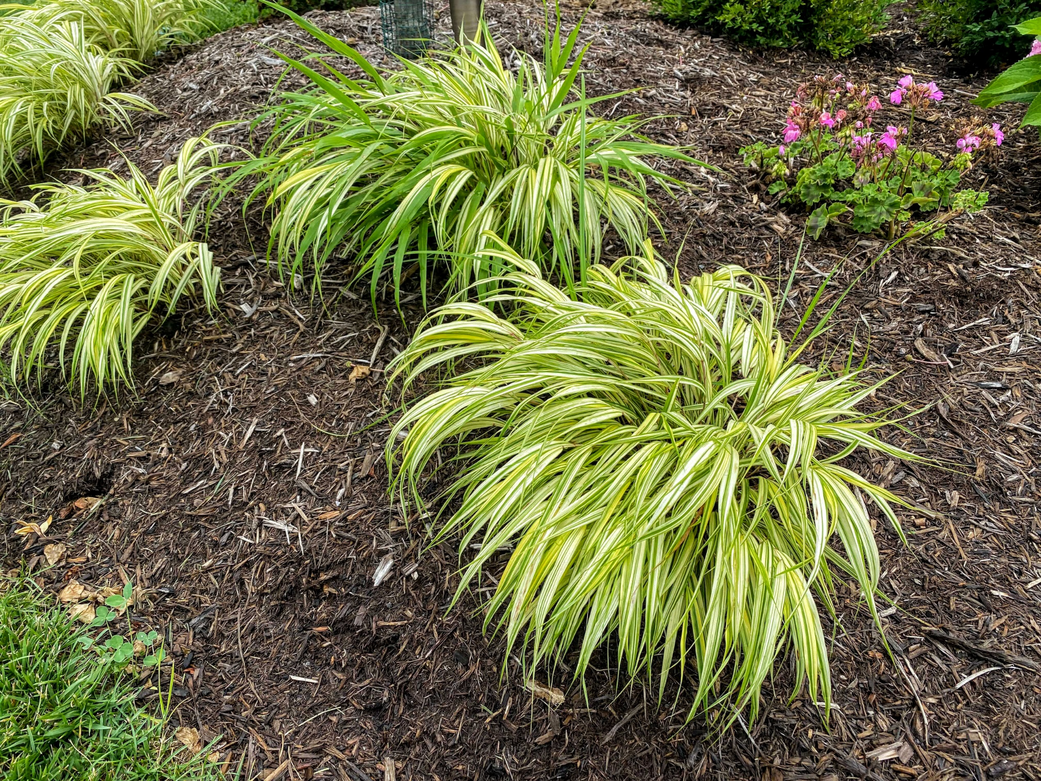 FOREST GRASS - ALL GOLD JAPANESE.png