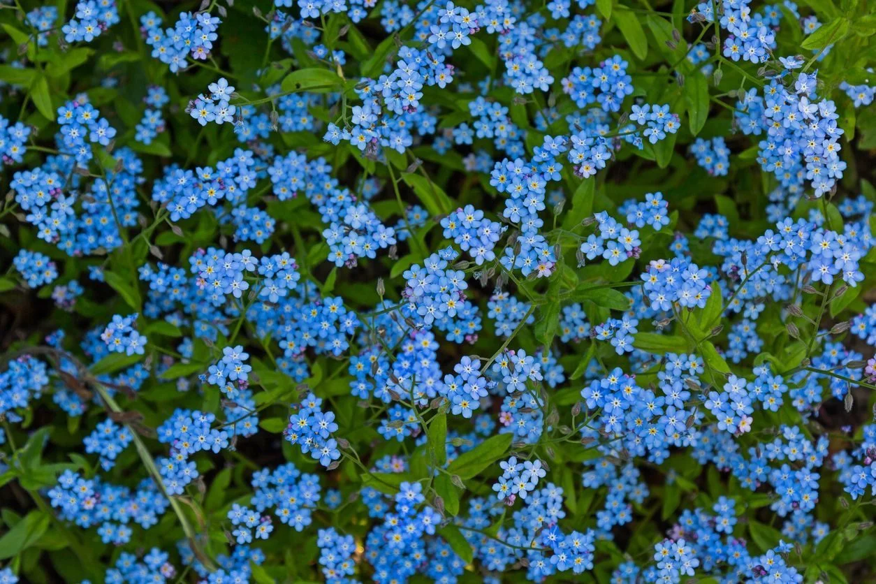 FORGET-ME-NOT.jpeg