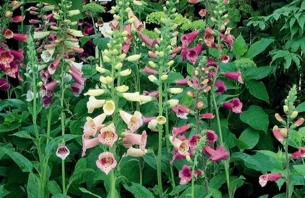 FOXGLOVE - FOXY.jpeg