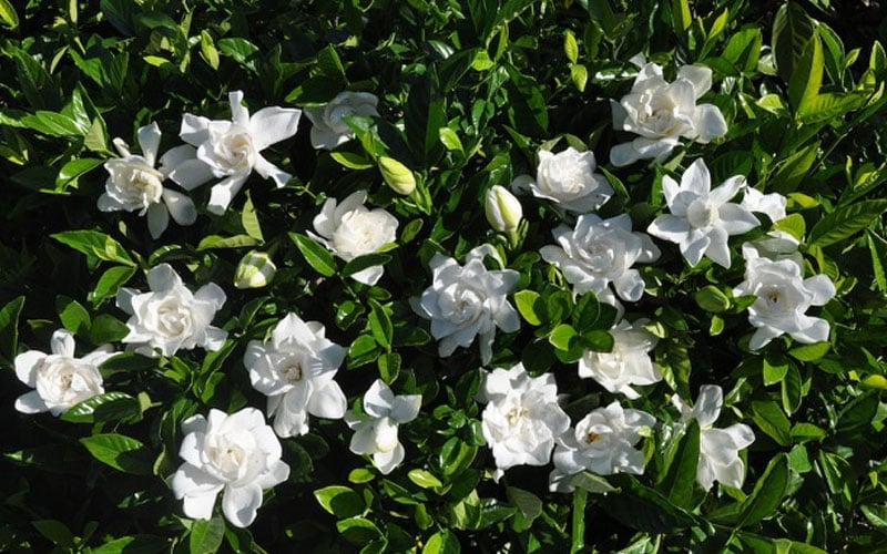 GARDENIA- SUMMER SNOW.png