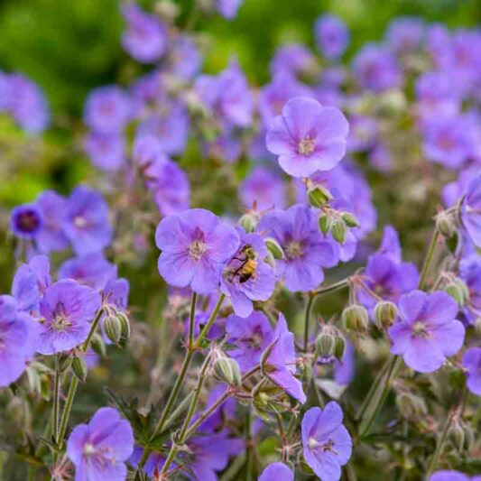GERANIUM- BOOM CHOCOLATTA (CRANESBILL).png