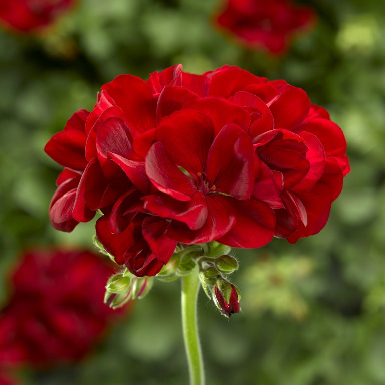 GERANIUM- MEDIUM DARK RED.png