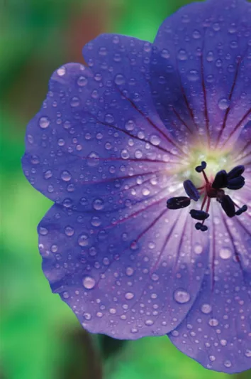 GERANIUM- ROZANNE (CRANESBILL).png