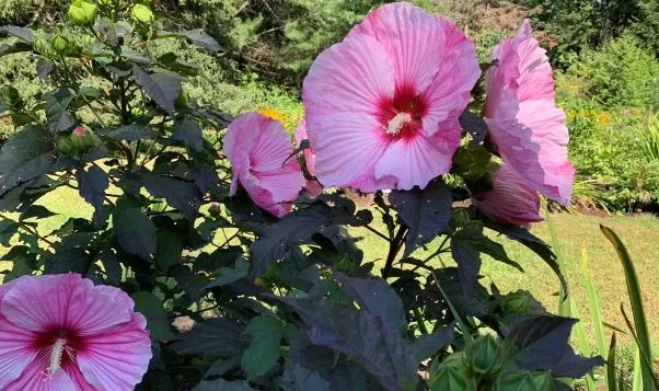 HIBISCUS - ROSE MALLOW (INNER GLOW).png