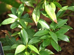 HIMALAYAN SWEETBOX (SARACOCOCCA HUMILLIS - DWARF).png