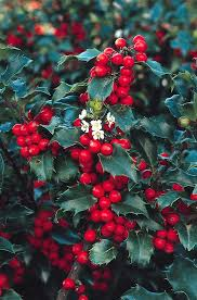 HOLLY- BLUE PRINCESS_img1.png