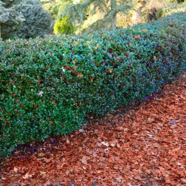 HOLLY- BLUE PRINCESS_img2.png