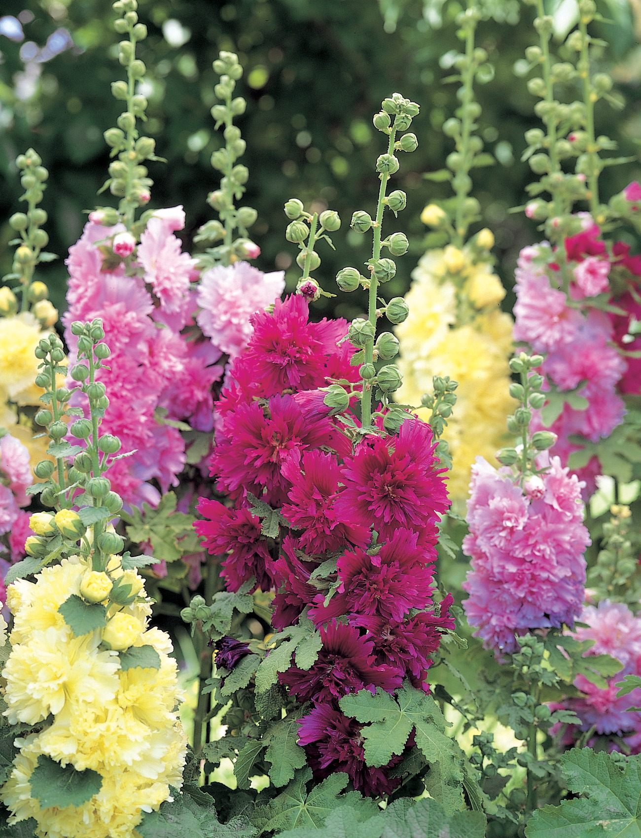 HOLLYHOCK- SPRING CELEBRITIES MIX.png