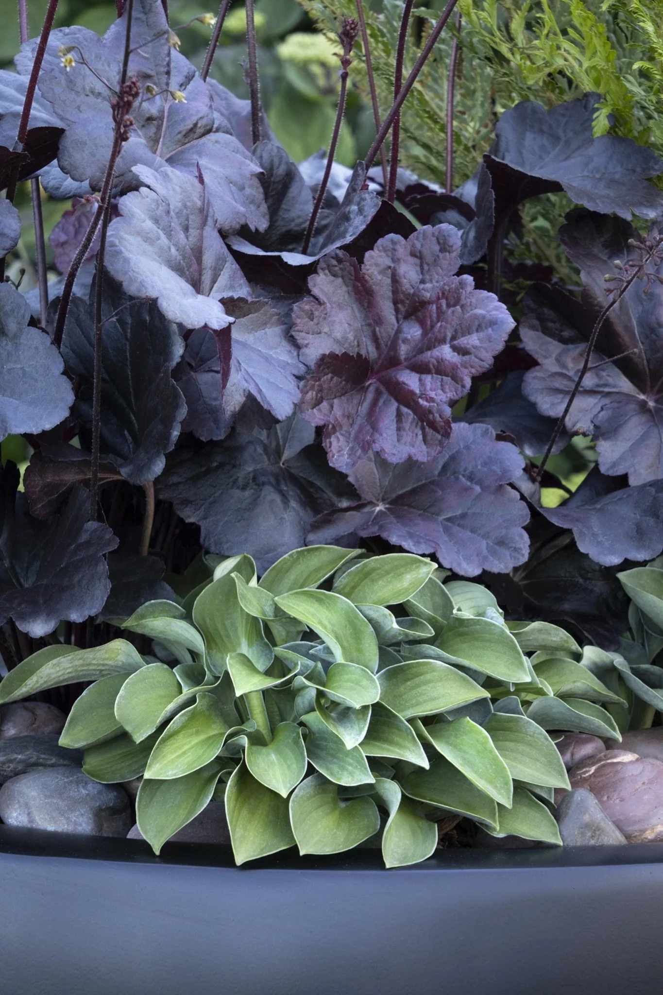 HOSTA - BLUE MOUSE EARS.jpeg