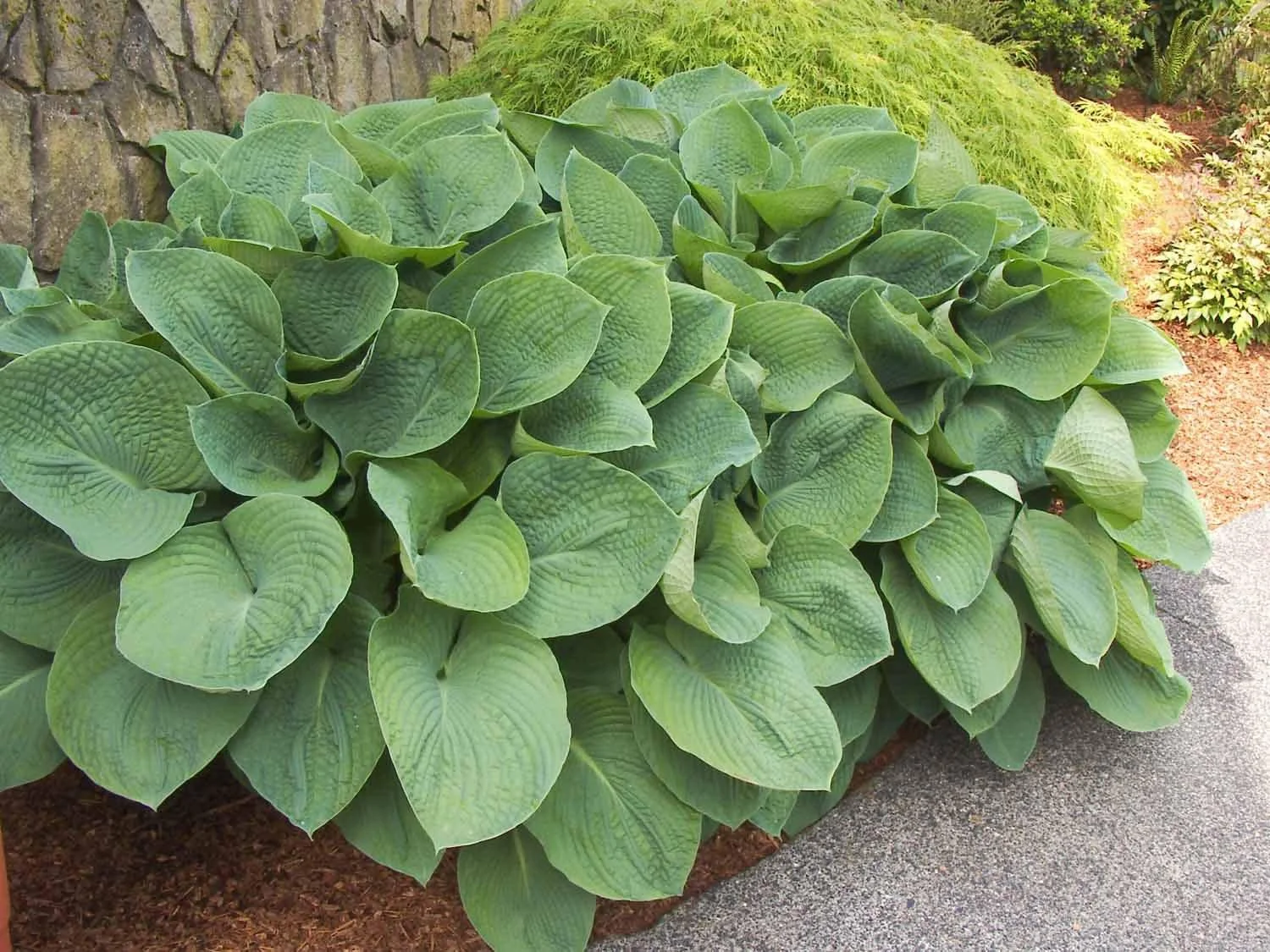 HOSTA - ELEGANS.jpeg