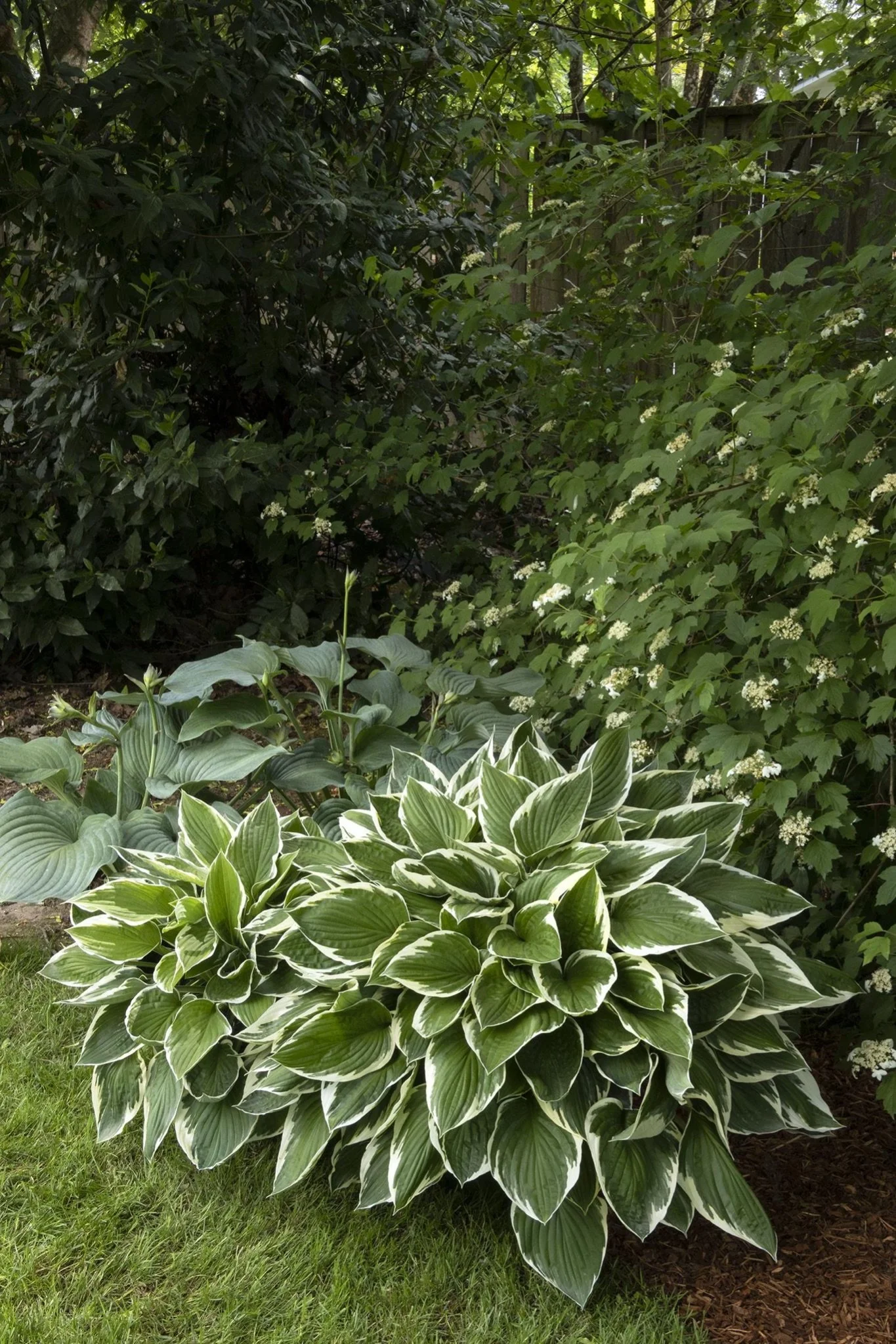 HOSTA - FRANCEE.jpeg