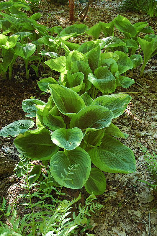HOSTA - FRANCES WILLIAMS.png