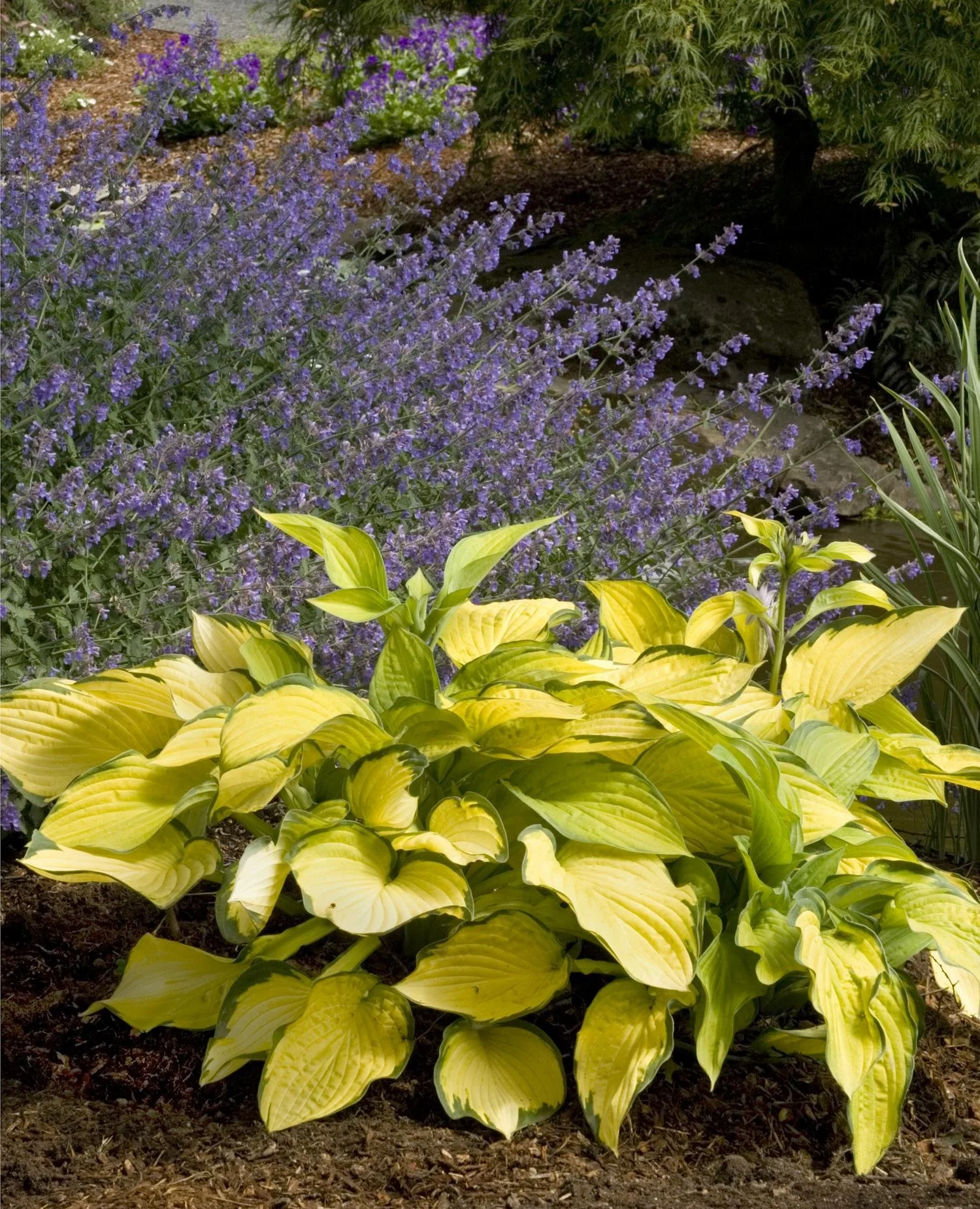 HOSTA - GOLD STANDARD.jpeg