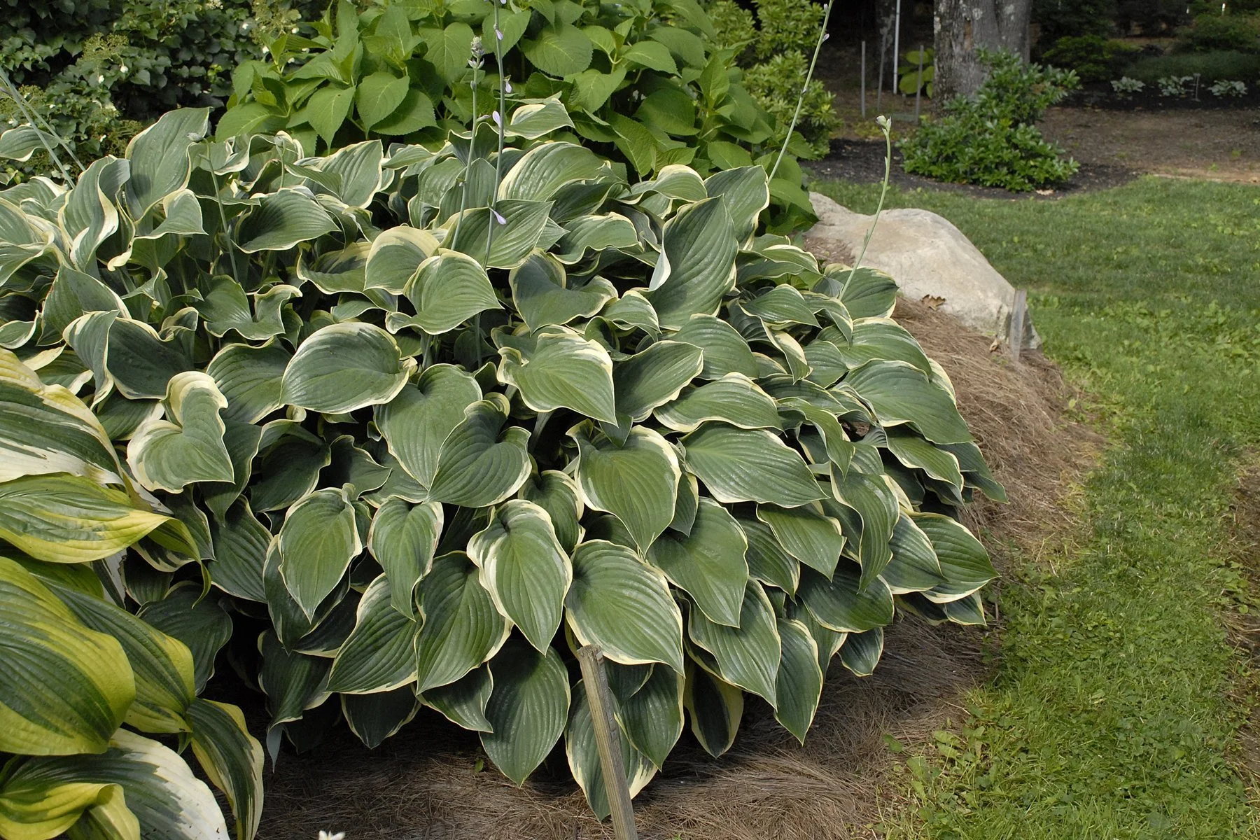 HOSTA - REGAL SPLENDOR.jpeg