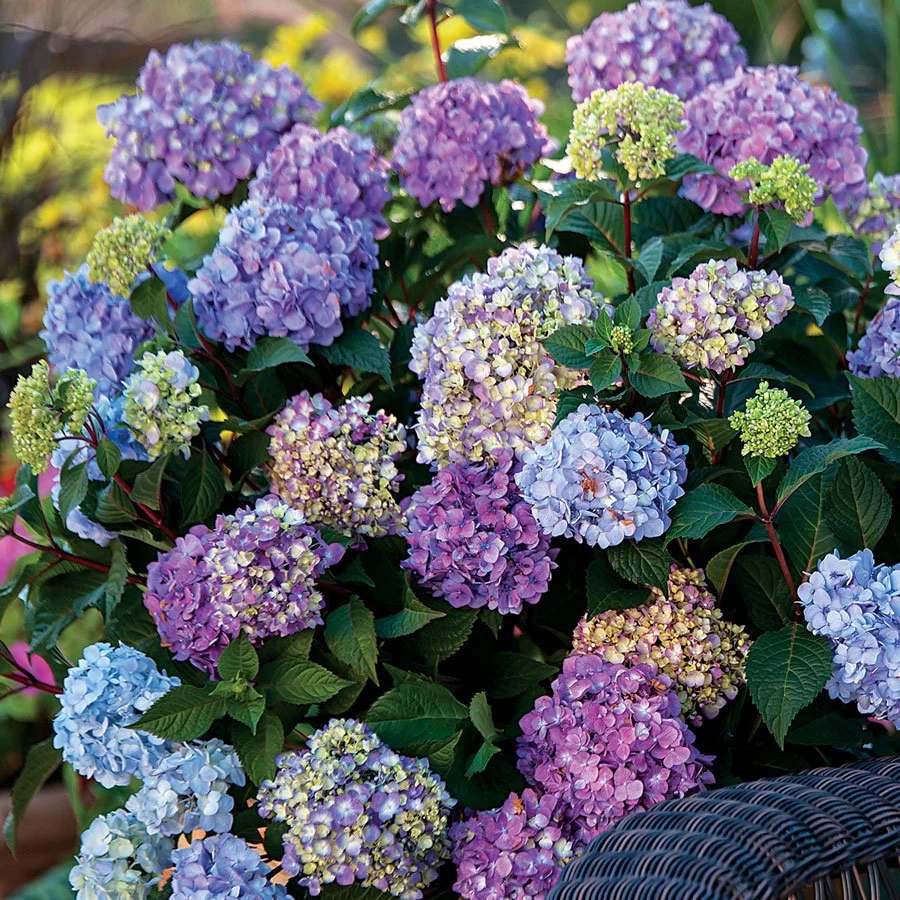 HYDRANGEA - ENDLESS SUMMER.jpeg