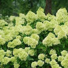 HYDRANGEA - LITTLE LIMELIGHT.png