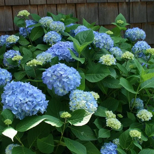 HYDRANGEA - NIKKO BLUE.jpeg