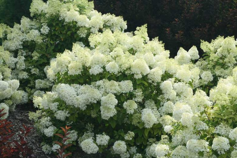 HYDRANGEA - PANICLE BOBO.png
