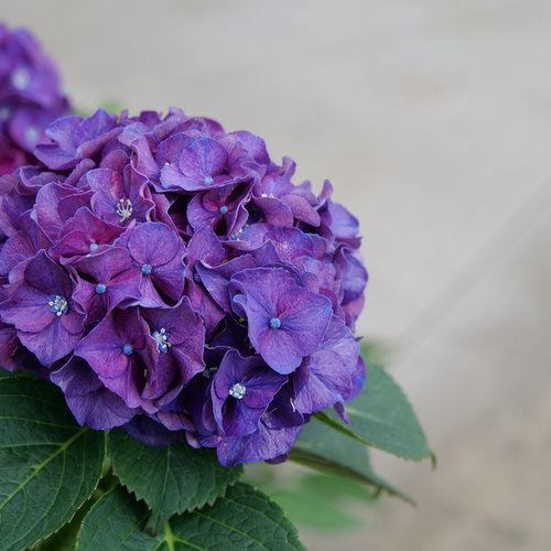 HYDRANGEA - WEE BIT GRUMPY_img1.png